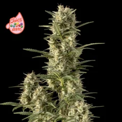 Juicy Zkittlez Auto Feminised Seeds