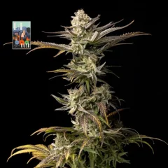 L.A. Peyote Kush Feminised Seeds