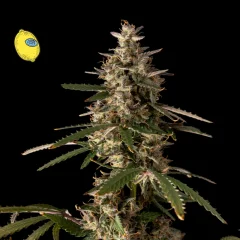 Larry Lemon OG Auto Feminised Seeds