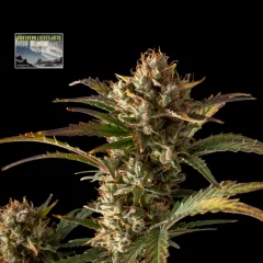 Northern Lights Auto Feminised Seeds