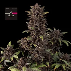 Pink Kush CBD 30:1 Auto Feminised Seeds