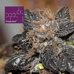 Purple Bud Regular Seeds