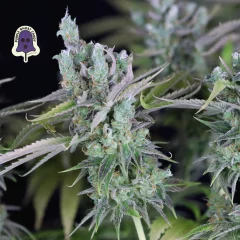 Purple Ghost Candy Feminised Seeds