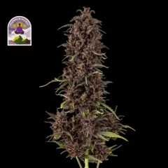 Purple Kush CBD 1:1 Auto Feminised Seeds
