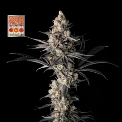 Strawberry Banana Grape Feminised Seeds