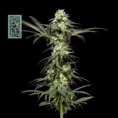 White Widow FAST Feminised Seeds