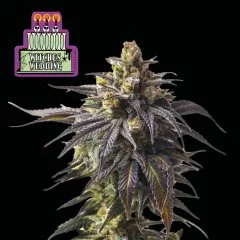 Witches Wedding Ltd. Edition Feminised Seeds