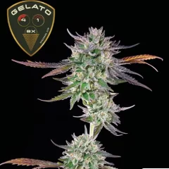 Gelato 41 BX Feminised Seeds