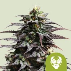 Granddaddy Purple Automatic