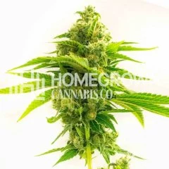 Northern Dawn Feminized Seeds