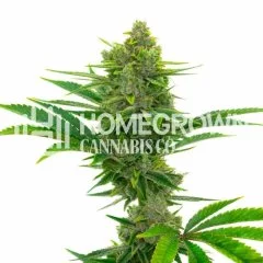 Pine Autoflower Seeds