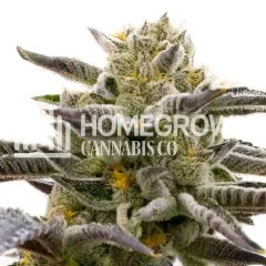 Cake Bomb Feminized Seeds