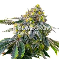 White Truffle Ice Cream Feminized Seeds