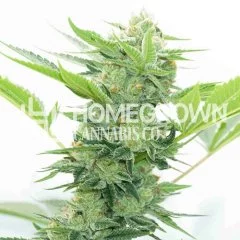 Runtz Autoflower Seeds