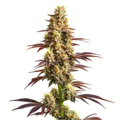 Super Boof Auto