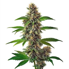 Fat Bastard Auto