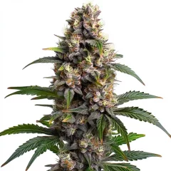 Godfather OG