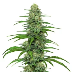 Gorilla Glue 4
