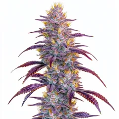 Mimosa