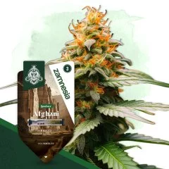 Afghani