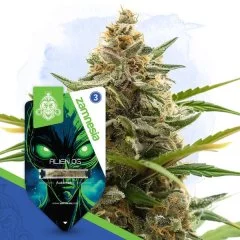 Alien OG Automatic