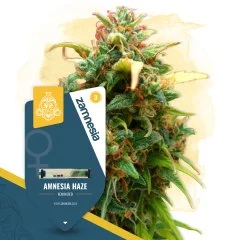 Amnesia Haze
