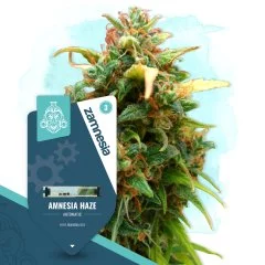 Amnesia Haze Automatic