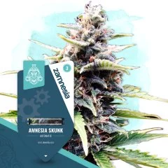 Amnesia Skunk Automatic