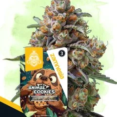 Animal Cookies