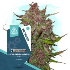 Auto Purple Couskush