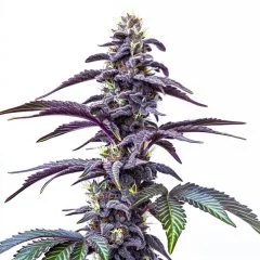 Blackberry Moonstones Auto