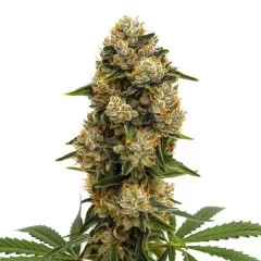 Durban Poison Auto