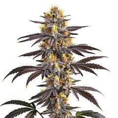 Gelato
