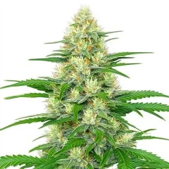 White Widow Autoflower