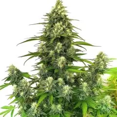 Gorilla Glue #4 Autoflower