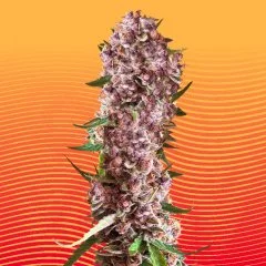 Trop Cherry Seeds