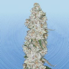 Cap Junky Seeds