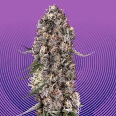 Glitter Bomb Seeds