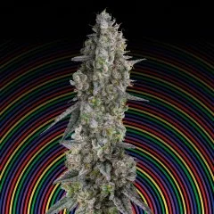 Runtz Seeds