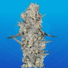 Mac 1 Seeds