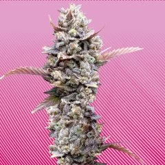 Zoap Seeds