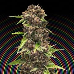 Purple Runtz Seeds