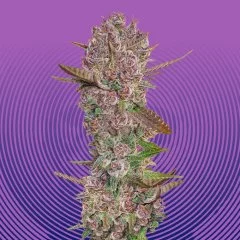 Blackberry Kush Seeds