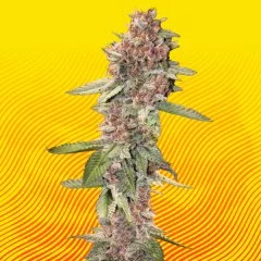 Lemon Cherry Gelato Seeds