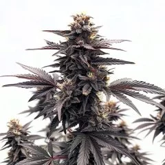 Black Runtz