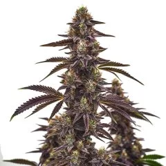 Cherry Pie Autoflower