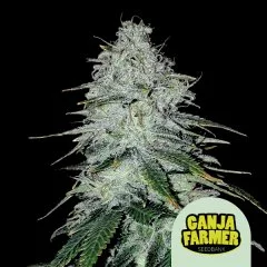 Amnesia Haze