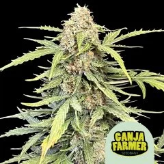 Amnesia Haze Auto