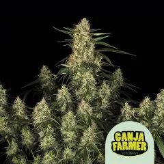 Amnesia Kush F1 Auto