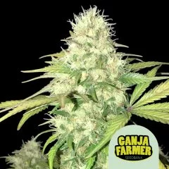 Animal Cookies